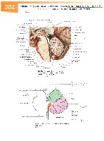 Sobotta Atlas of Human Anatomy  Head,Neck,Upper Limb Volume1 2006, page 309